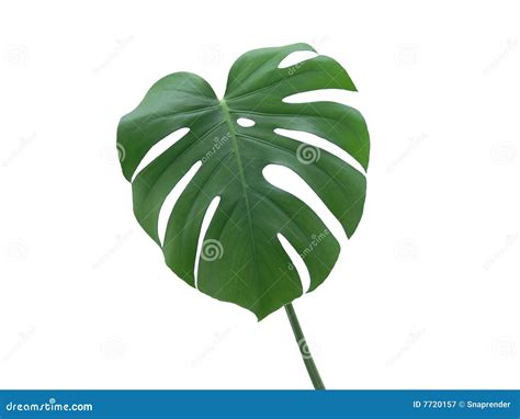 Monstera Deliciosa Leaf stock image. Image of green, white - 7720157