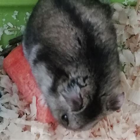 How to eat a carrot : r/hamster