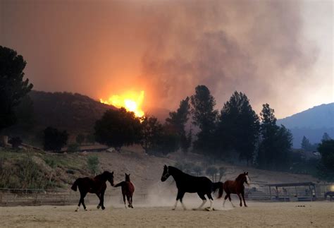 Haunting Pictures Show Animals Fleeing The California Wildfires - Goodfullness