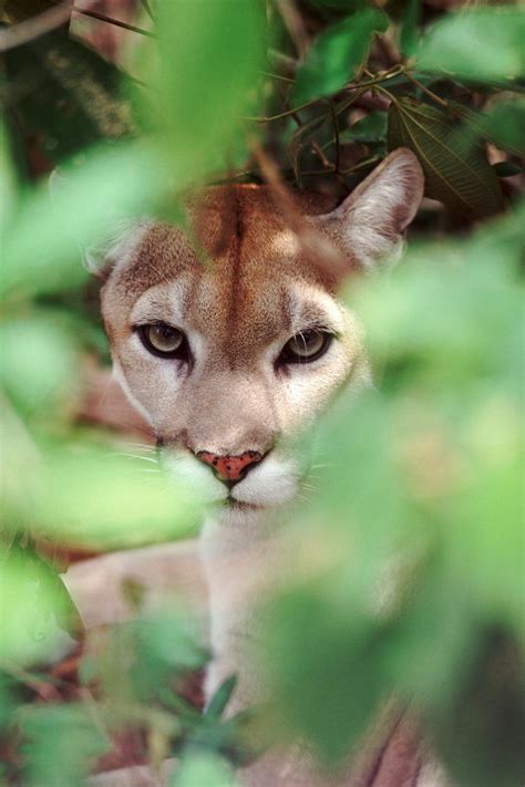 California Mountain Lions Could Soon Be Considered Endangered | Nature and Wildlife | Discovery