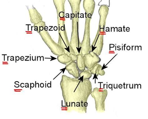 Scaphoid Bone Anatomy