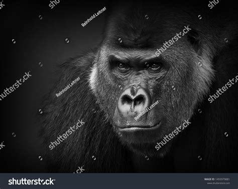 Gorilla Portrait Black White Closeup Dangerouslooking Stock Photo ...