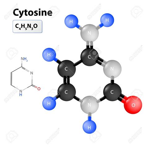 Cytosine molecular structure. Chemical structural formula and model of ...