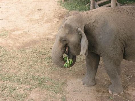 Elephant eating bananas - Picture of Chiang Mai, Chiang Mai Province ...