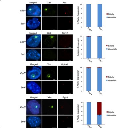 RNA FISH analysis of X-linked gene expression in Eed-/-TSCs. Left, RNA ...