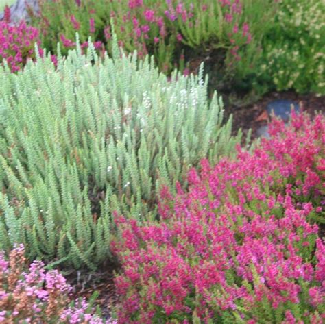 How to Prune Heaths and Heathers - step by step and video | Ground cover plants, Heather gardens ...