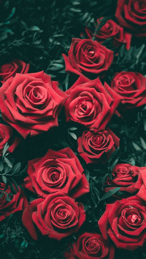 Red Roses Wallpaper (58+ images)