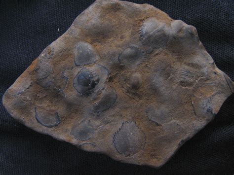 Pennsylvania Fossils - The Fossil Forum