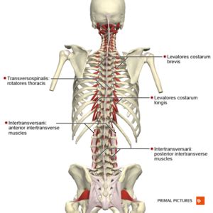 Thoracic Anatomy - Physiopedia