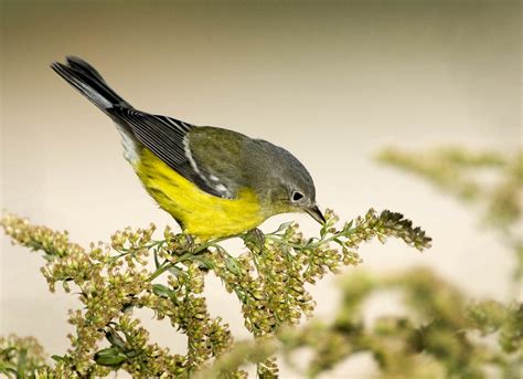 Magnolia Warbler | Parulidae | Owen Deutsch Photography