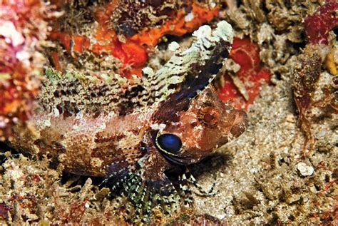 Blenny | Types, Habitat & Diet | Britannica