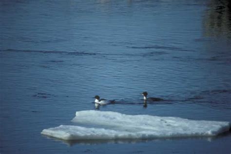 Common Merganser - Mergus merganser | Wildlife Journal Junior