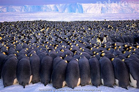 Emperor Penguin Colony Sees 39catastrophicquot Breeding