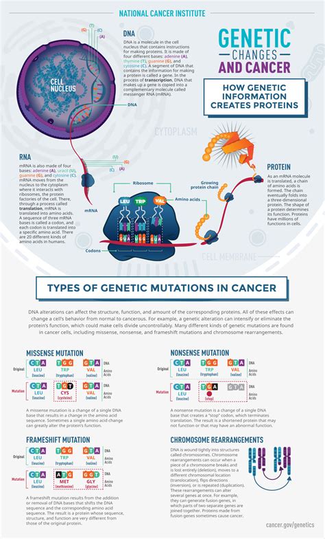 How Genetic Changes Lead to Cancer - NCI