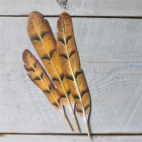 Barn Owl Feathers 3pc - Aviologie