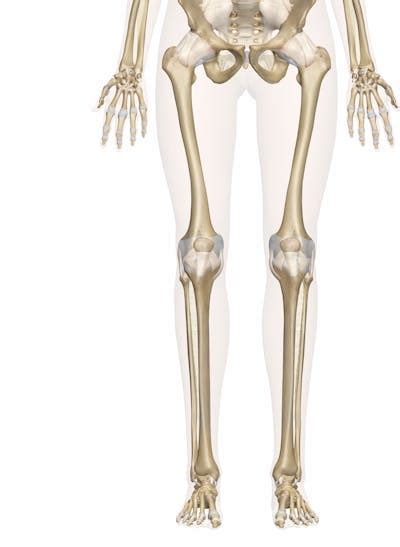 The Leg and Foot Bones: Anatomy and 3D Illustrations