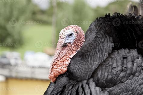 Turkey in farm 2858560 Stock Photo at Vecteezy