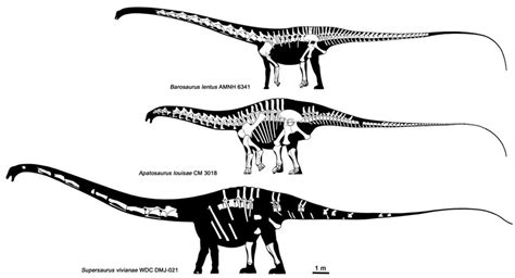 Supersaurus+silhouette.jpg (1255×678) | Dinosaur skeleton, Fossils, Moose art