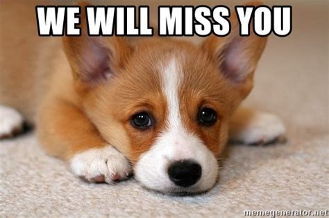 We Will Miss You - Sad Corgi | Meme Generator