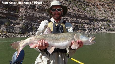 Meet the Four Ugly, Endangered Fish of the Colorado River - Western ...