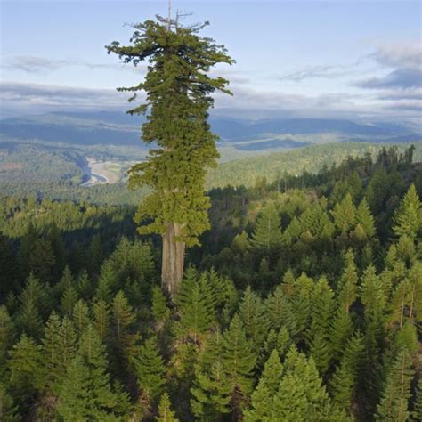 Giant Redwood Trees