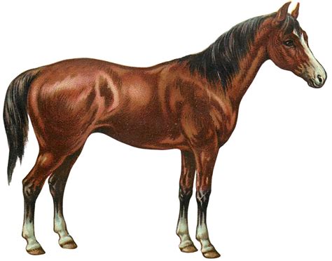 Horse Clipart Pictures