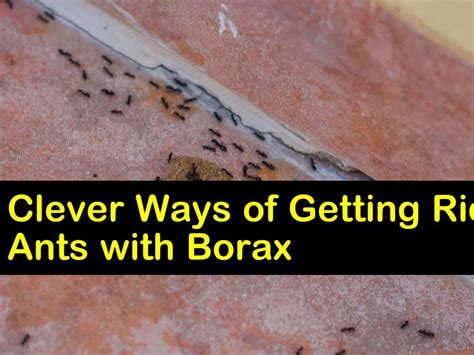 How To Get Rid Of Ants In The Kitchen With Borax | Besto Blog