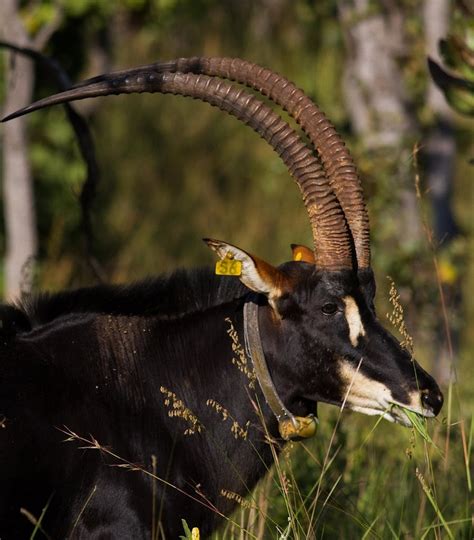 Giant Sable Antelope, Malanje Province, Angola | Whitley Award