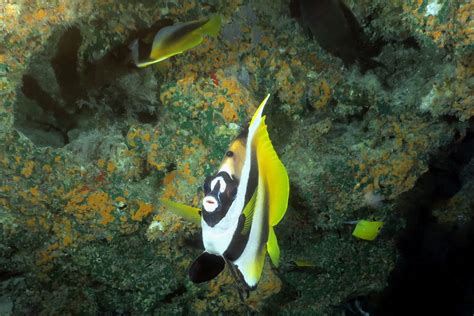 Manihi, diving off the beaten track in the Tuamotu Islands