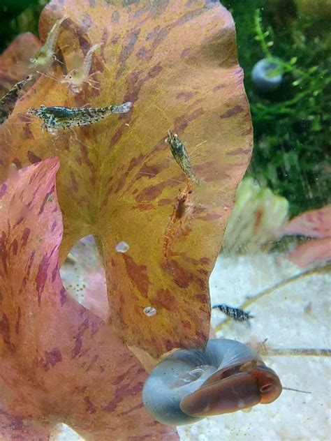 New colors rare colors neocaridina davidi freshwater shrimp – Artofit