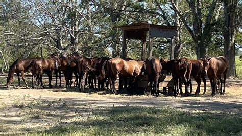 Essential Horse Breeding: Comprehensive Guide For Beginners