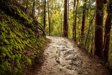 The Best Hikes In Redwood National Park - Redwood Coast Travel Guide