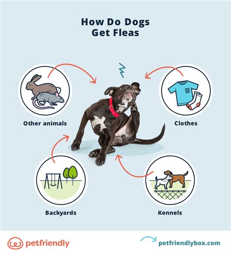 Fleas on Dogs: What Are Fleas and What Do They Look Like - PetFriendly Box