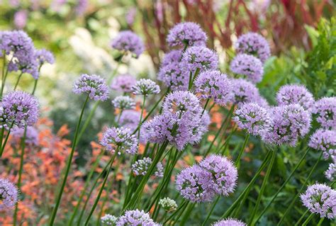 Allium 'Summer Beauty' | Stonehouse Nursery