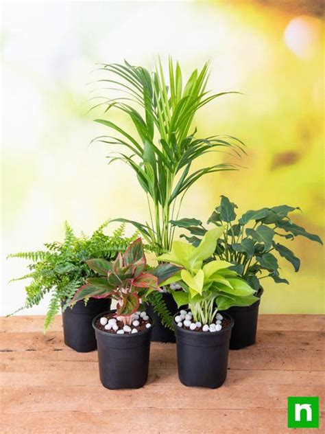 Buy Top 5 Shade Tolerant Indoor Plants for Home online from Nurserylive at lowest price.