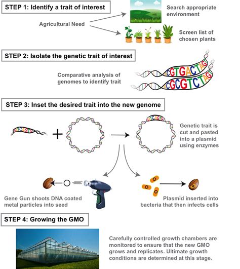 How to Make a GMO - Science in the News