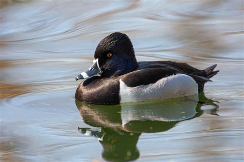 Wild ducks are spending the holidays in Texas. Here's what you need to know about dabblers and ...