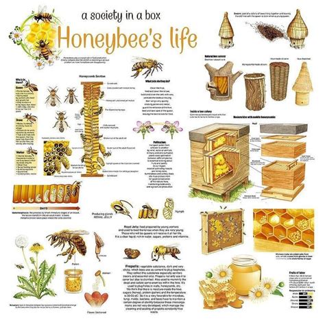 Honey Bees Infographic Poster by Gina Dsgn | Bee keeping, Bee hive plans, Honey bees keeping