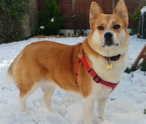 Corgi Shiba Inu Mix Personality and Appearance - Your Dogs World