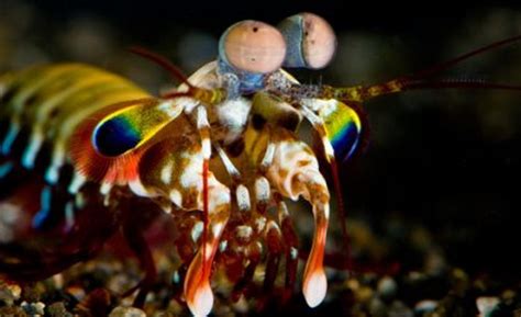 Mantis shrimp's eyes inspire new cancer-detecting camera