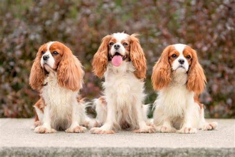 Best Cavalier King Charles Spaniel Rescues for Adoption (2024)