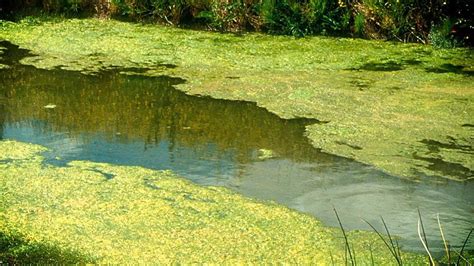 Eutrophication: Causes, Effects and Controlling measures - Online Science Notes