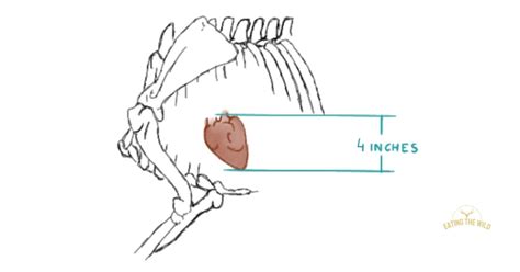 Deer Kill Zone Size Explained - eatingthewild.com