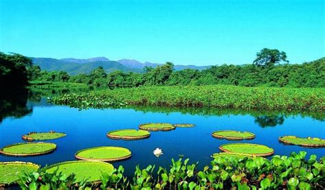 El Pantanal de Mato Grosso, el mayor ecosistema de agua dulce del mundo