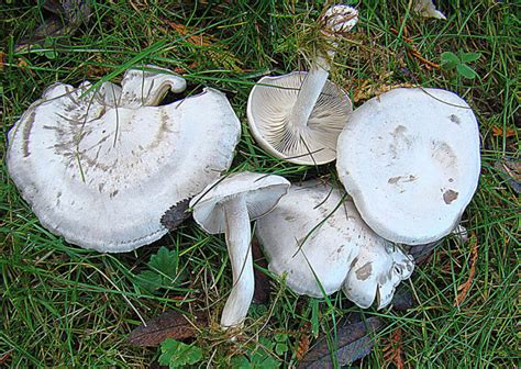 Clitocybe dealbata – identifier-les-champignons.com