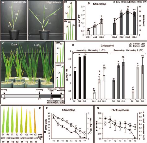 Changes in chlorophyll and photosynthesis during leaf senescence in ...