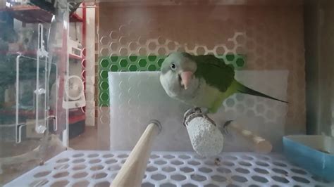 Quaker parrot breeding - YouTube