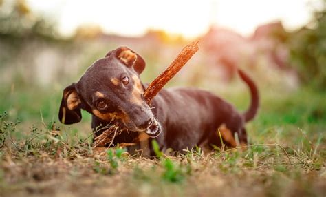 Dachshund Training | Michael's Pack | Dog Training NJ