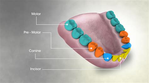 Teeth names: Diagram, types, and functions