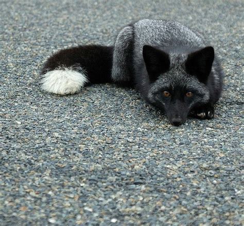 beautiful-wildlife: “ Silver Fox Kit by matt knoth ” | Pet fox, Animals ...